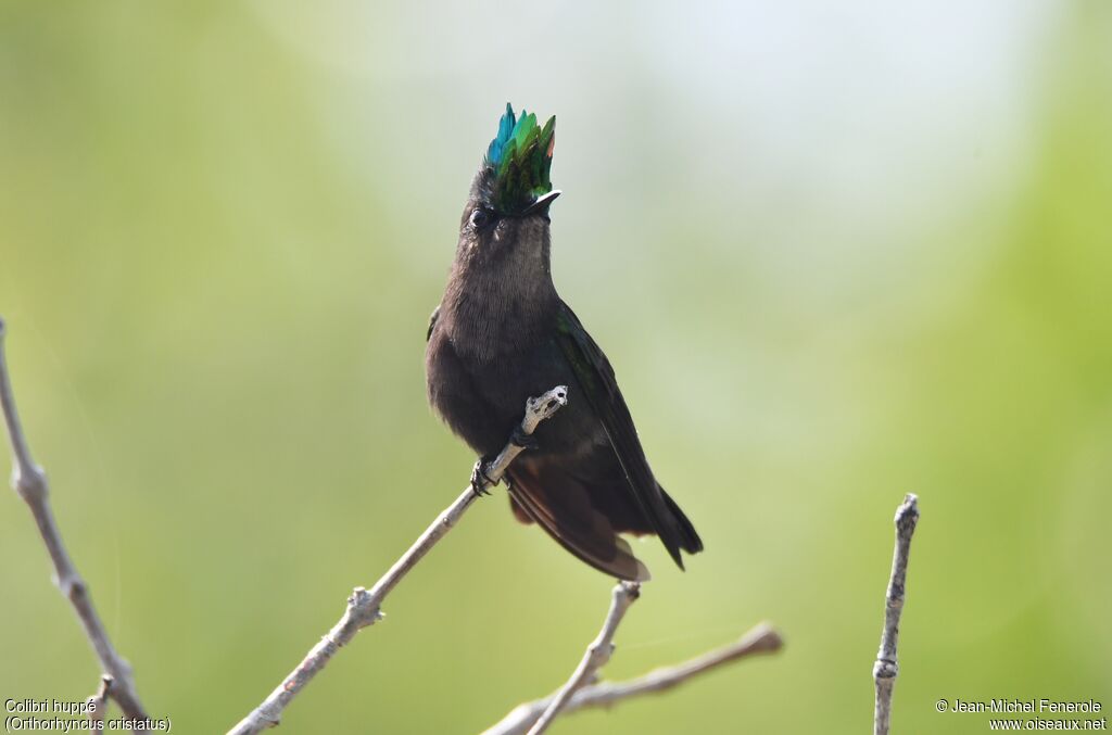 Colibri huppé