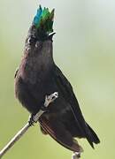 Antillean Crested Hummingbird