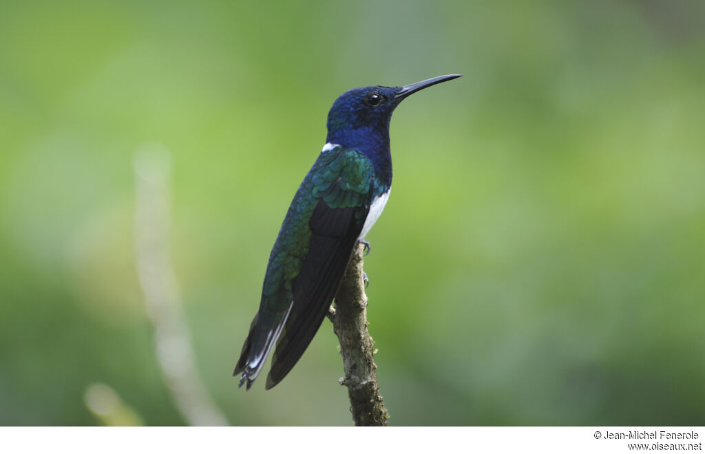 White-necked Jacobin male