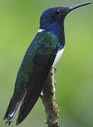 White-necked Jacobin