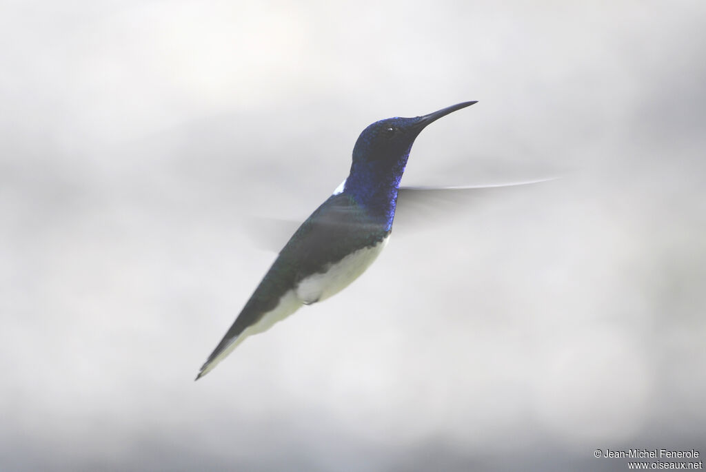 White-necked Jacobin male