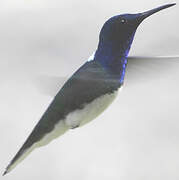 White-necked Jacobin