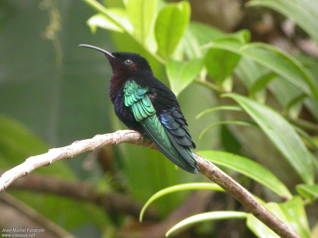 Purple-throated Carib male adult, identification