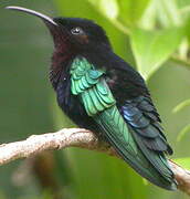 Purple-throated Carib