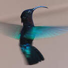 Colibri madère