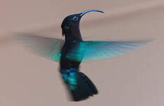 Colibri madère