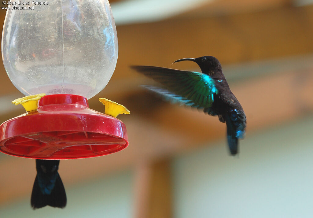 Colibri madère