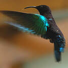 Colibri madère