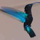 Colibri madère