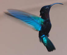 Colibri madère