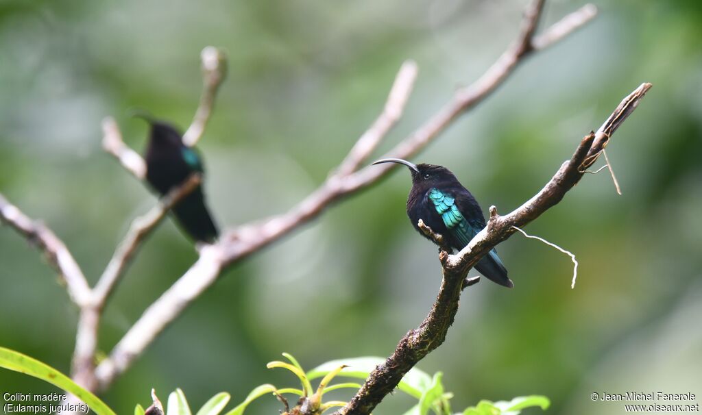 Colibri madère