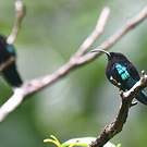 Colibri madère