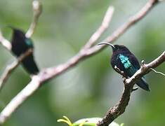 Purple-throated Carib