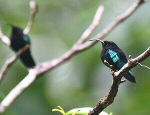 Colibri madère