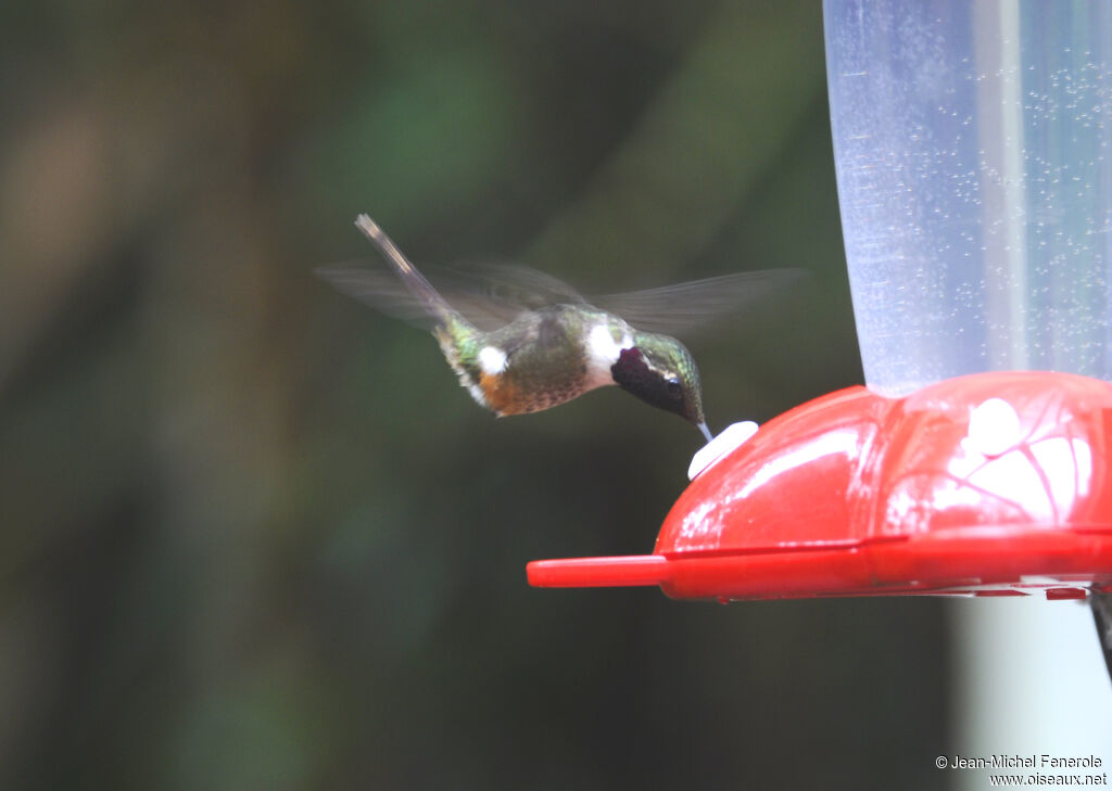 Magenta-throated Woodstar male adult