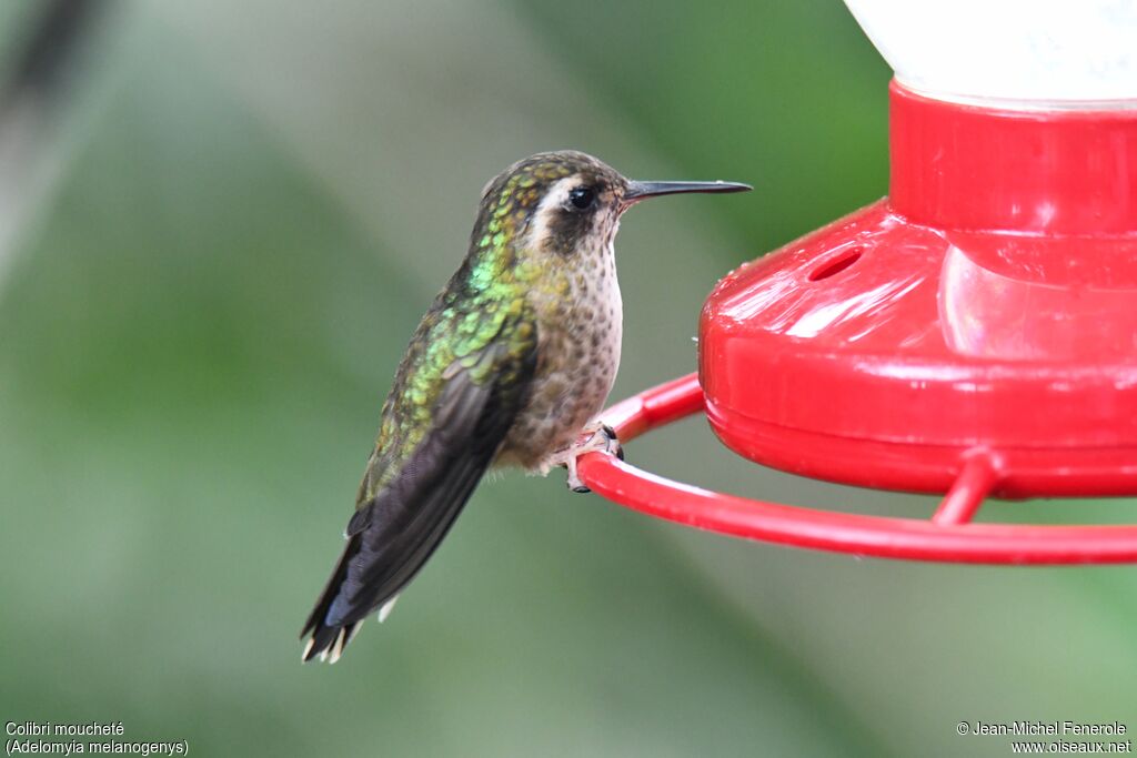 Colibri moucheté