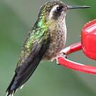Colibri moucheté