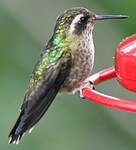 Colibri moucheté