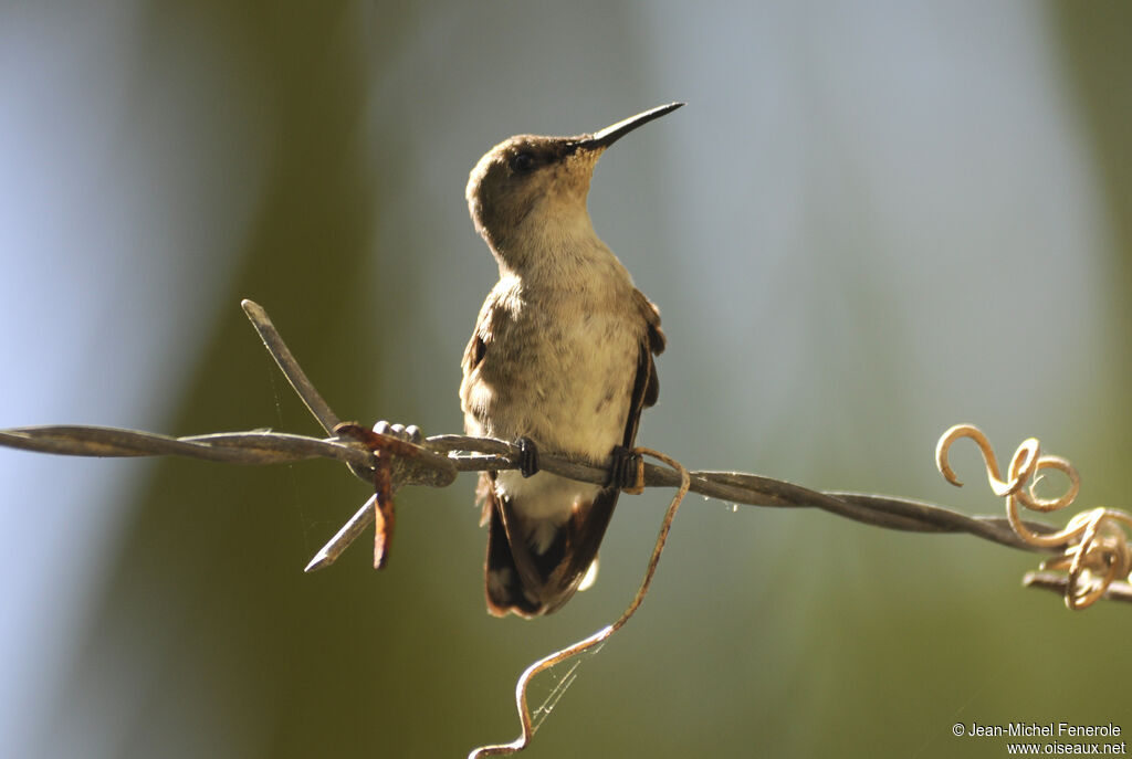 Colibri nain