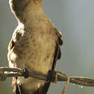 Colibri nain
