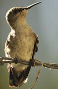 Vervain Hummingbird