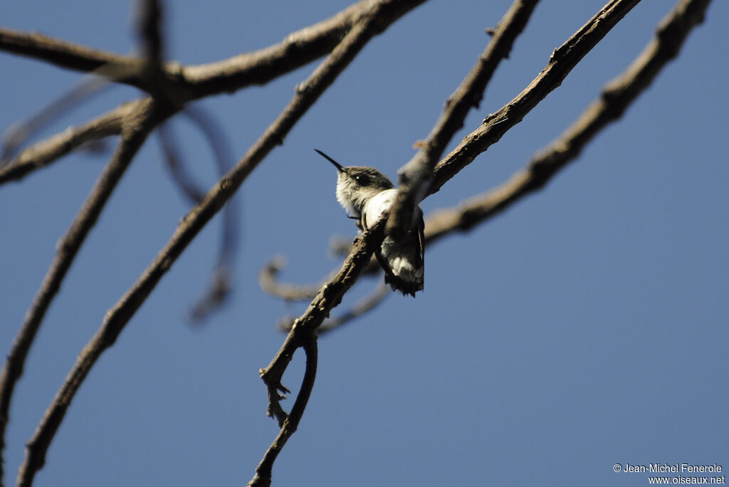 Colibri nain