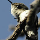Colibri nain