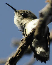 Colibri nain