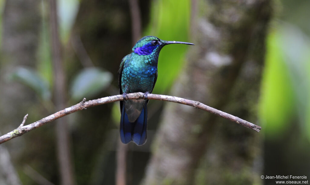 Colibri thalassin mâle adulte