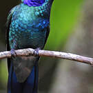 Colibri thalassin
