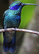 Mexican Violetear