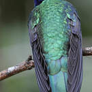 Colibri thalassin