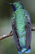 Mexican Violetear