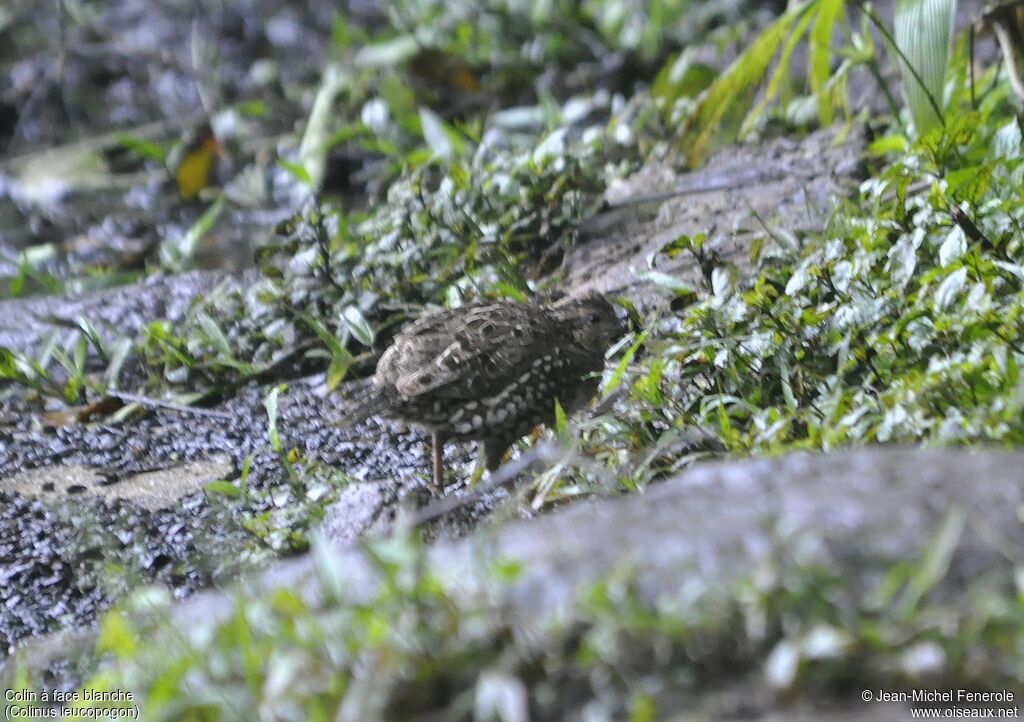 Spot-bellied Bobwhite