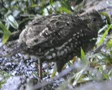 Spot-bellied Bobwhite