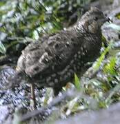 Spot-bellied Bobwhite