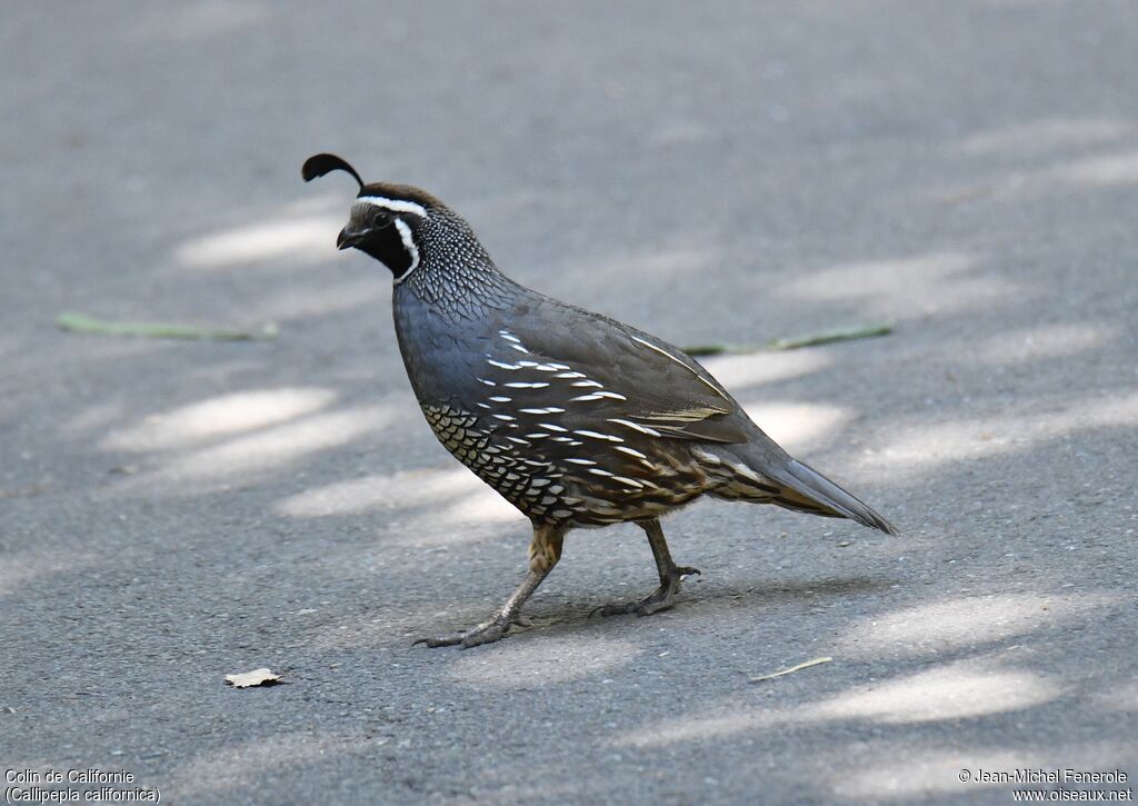 California Quail