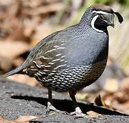 California Quail