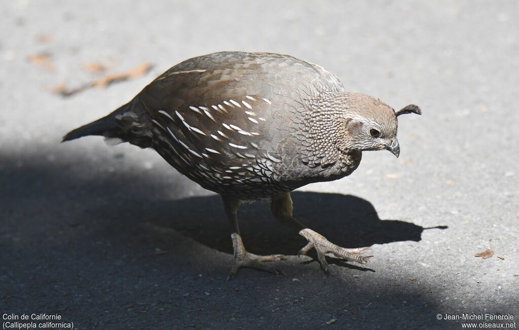 California Quail