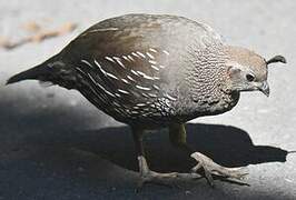 California Quail