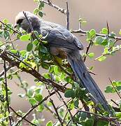 White-headed Mousebird