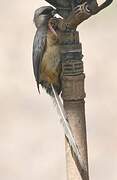 White-headed Mousebird