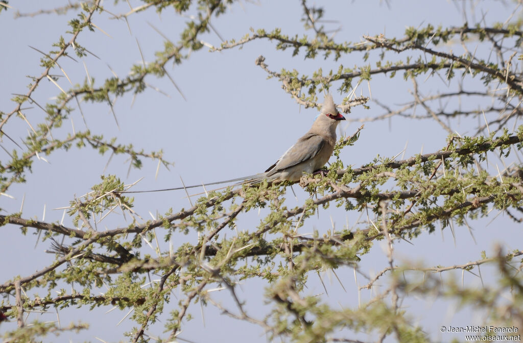 Blue-naped Mousebird