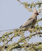 Blue-naped Mousebird