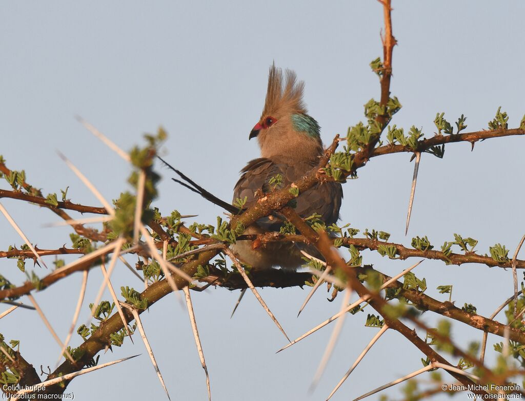 Blue-naped Mousebird