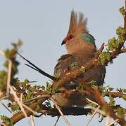 Blue-naped Mousebird