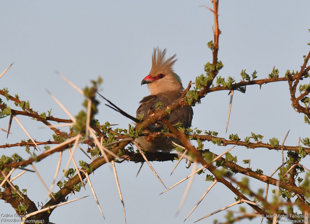 Blue-naped Mousebird