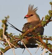 Blue-naped Mousebird