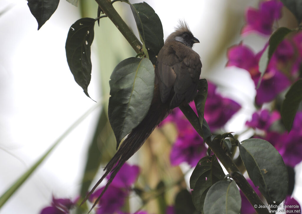 Speckled Mousebird