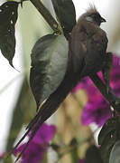 Speckled Mousebird